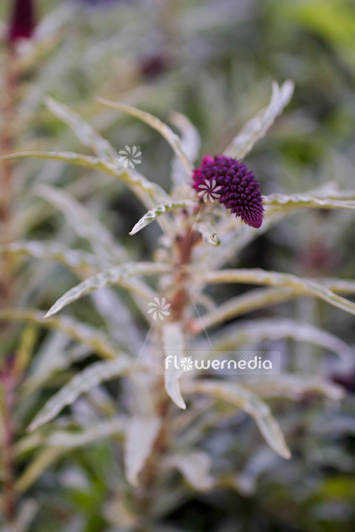 Lysimachia atropurpurea - Purple gooseneck loosestrife (104010)