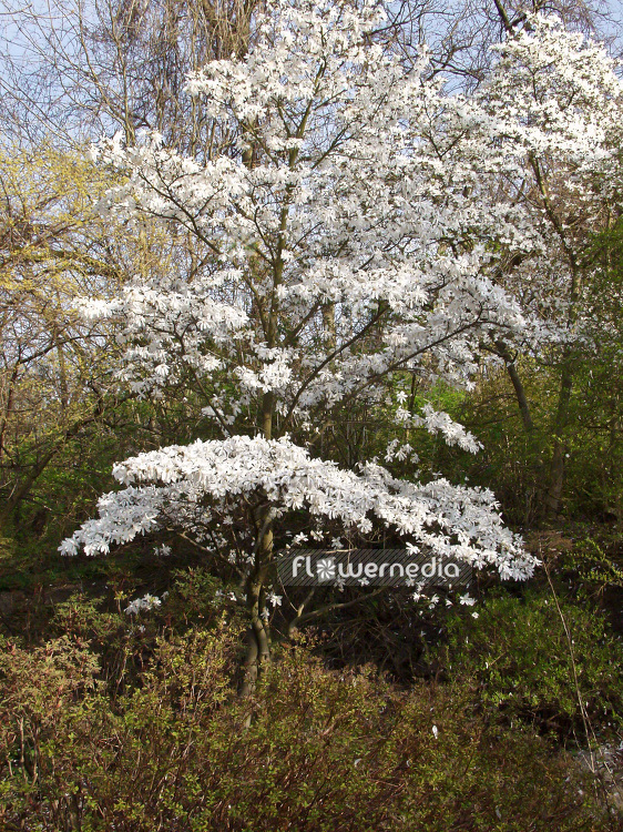 Magnolia stellata - Star magnolia (101279)
