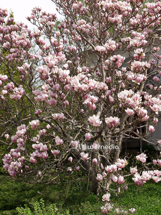 Magnolia x soulangeana - Saucer magnolia (101280)