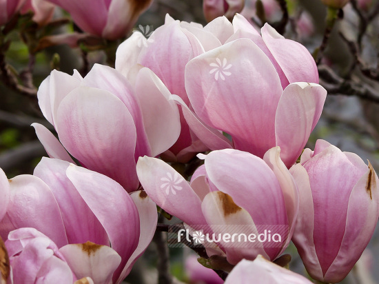 Magnolia x soulangeana - Saucer magnolia (101281)