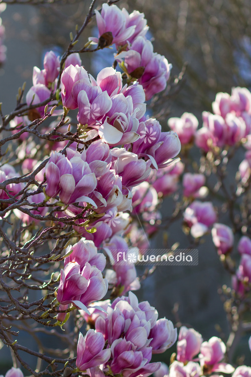 Magnolia x soulangeana - Saucer magnolia (104019)