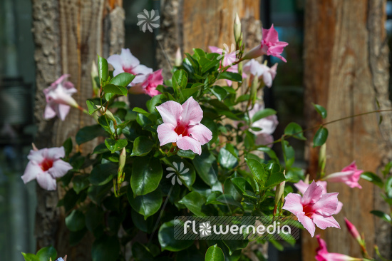 Mandevilla x amabilis - Chilean jasmine (110859)