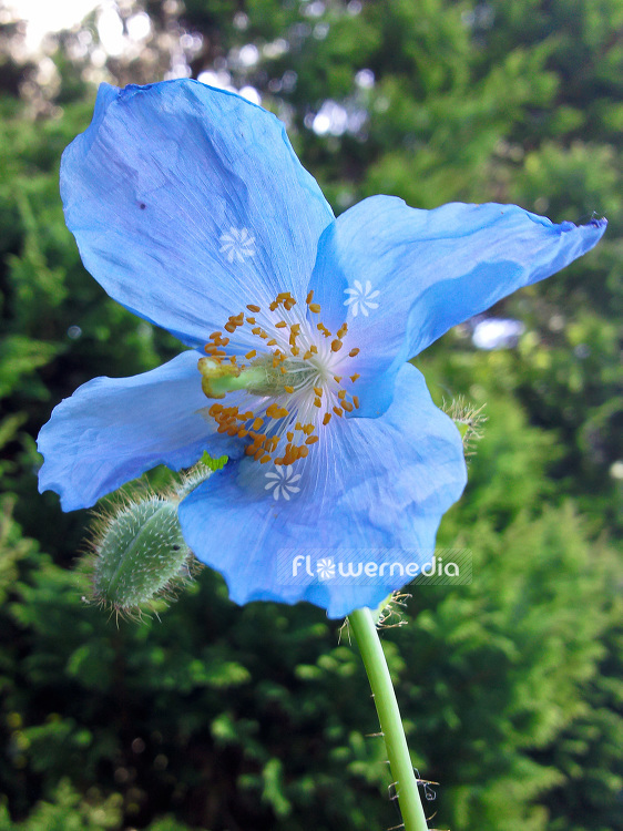 Meconopsis betonicifolia - Blue poppy (104039)