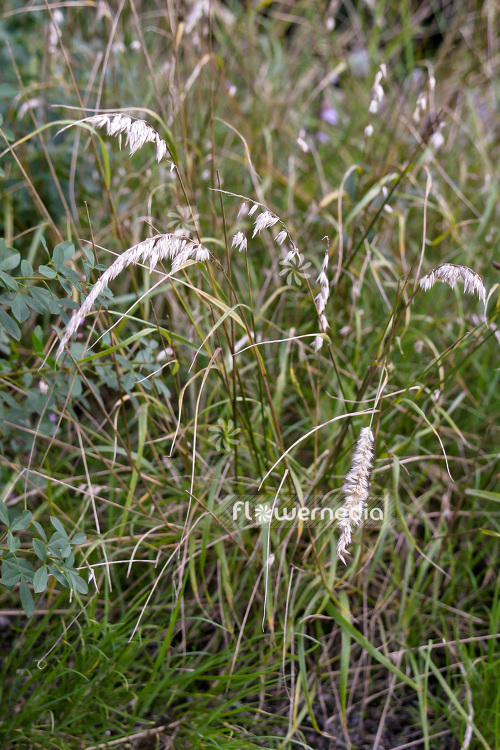 Melica ciliata - Hairy melic (104042)