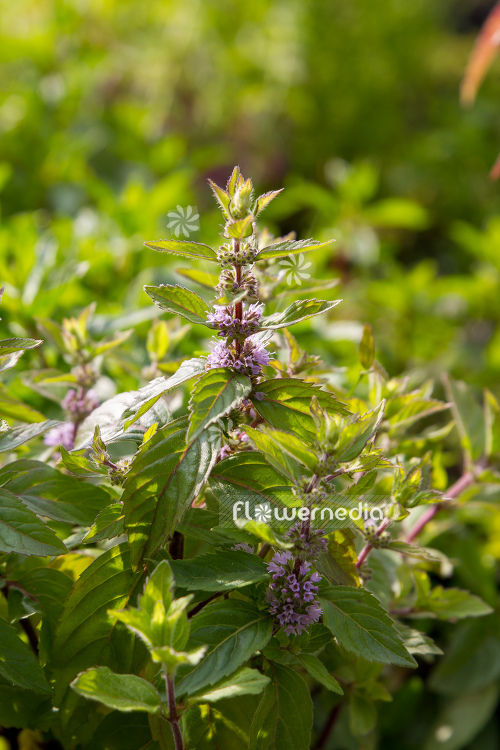 Mentha 'Grapefruit' - Grapefruit mint (110895)