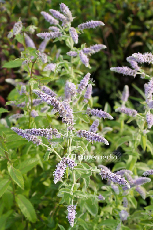 Mentha longifolia - Brook mint (104055)