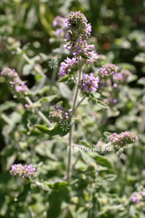 Mentha longifolia - Brook mint (104056)