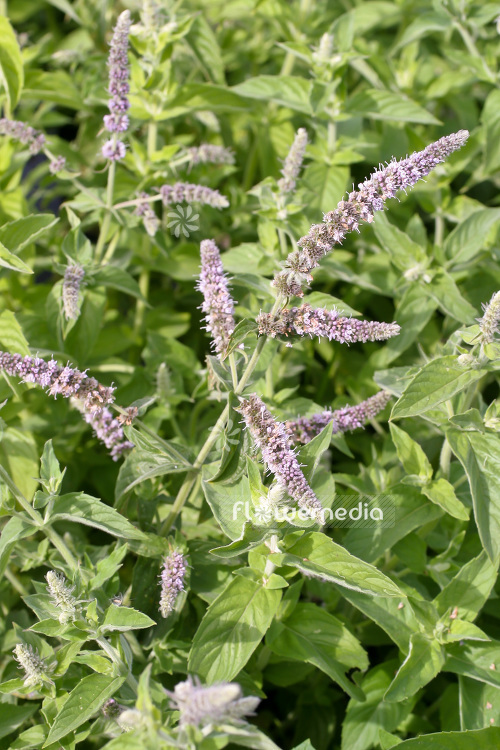 Mentha longifolia - Brook mint (104057)