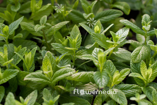 Mentha spicata var. crispa 'Moroccan' - Moroccan mint (110922)