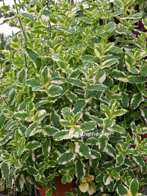 Mentha suaveolens 'Variegata' - Pinapple mint (101327)