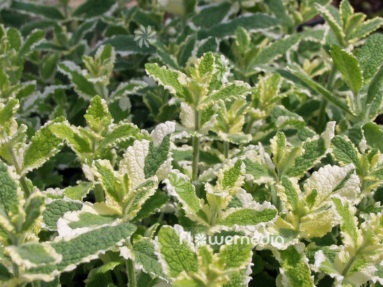 Mentha suaveolens 'Variegata' - Pinapple mint (101328)