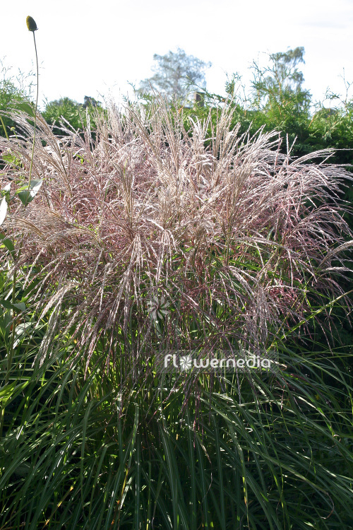 Miscanthus sinensis 'Flamingo' - Chinese silver grass (104089)