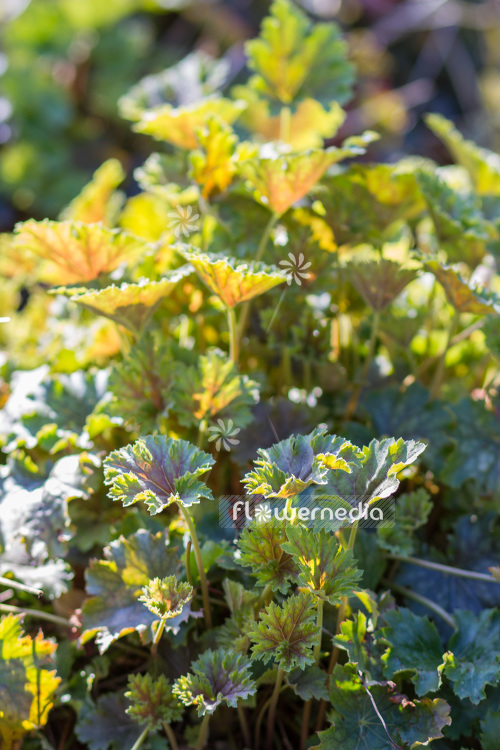 Mitella diphylla - Mitrewort (104093)