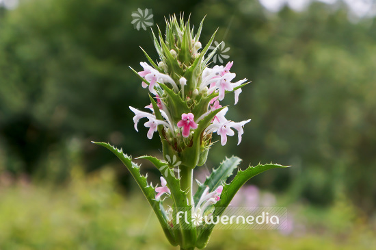 Morina longifolia - Long-leaved whorlflower (104119)