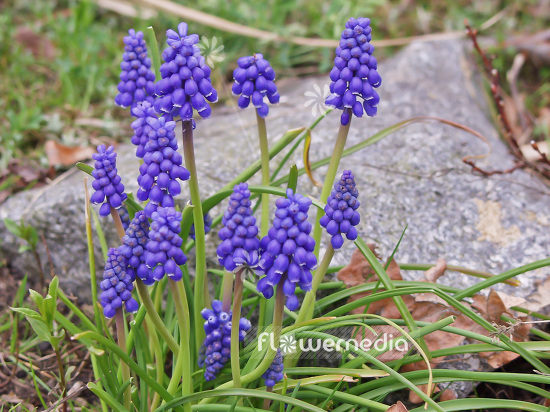 Muscari botryoides - Baby's breath (101362)