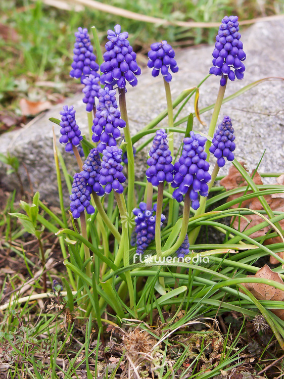 Muscari botryoides - Baby's breath (101363)
