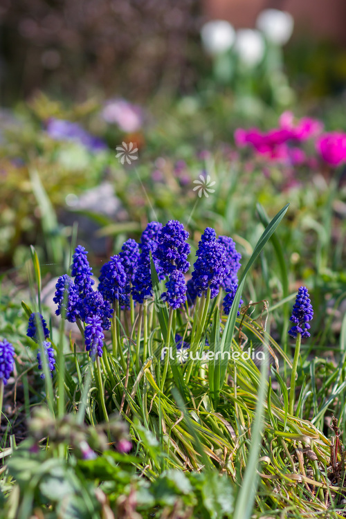 Muscari botryoides - Baby's breath (104121)