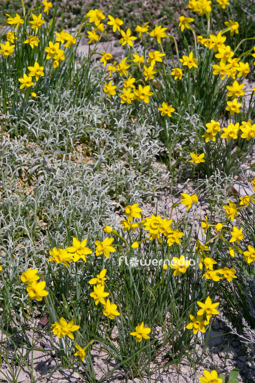 Narcissus assoanus - Rush-leaved daffodil (104137)
