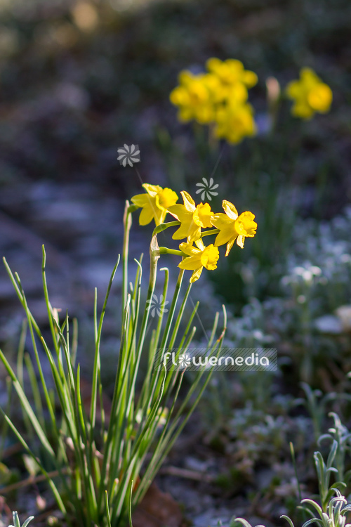 Narcissus assoanus - Rush-leaved daffodil (105530)