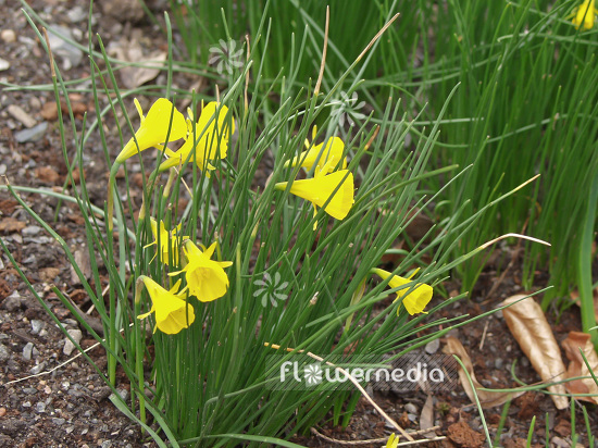 Narcissus bulbocodium - Hoop petticoat daffodil (101366)
