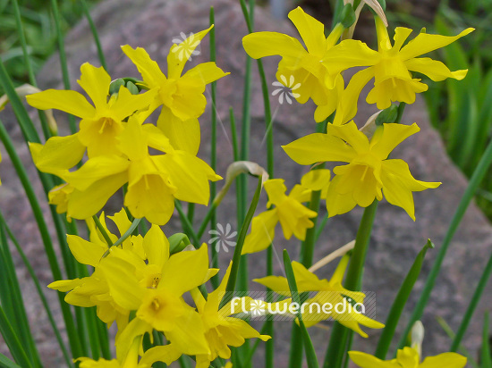 Narcissus x odorus - Sweet-scented jonquil (101367)