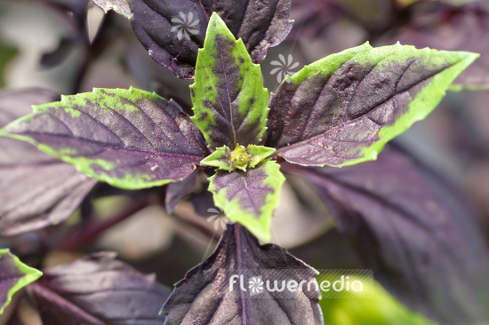 Ocimum basilicum 'Purple Delight' - Purple basil (104164)