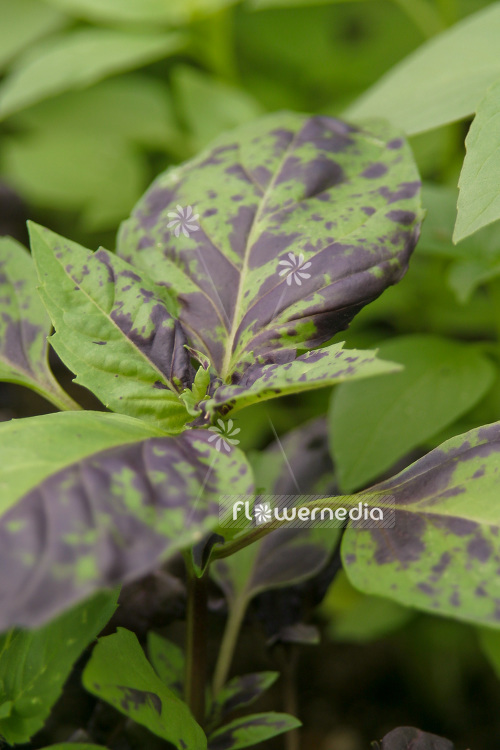 Ocimum basilicum var. purpurascens 'Purple Ruffles' - Purple basil (104167)