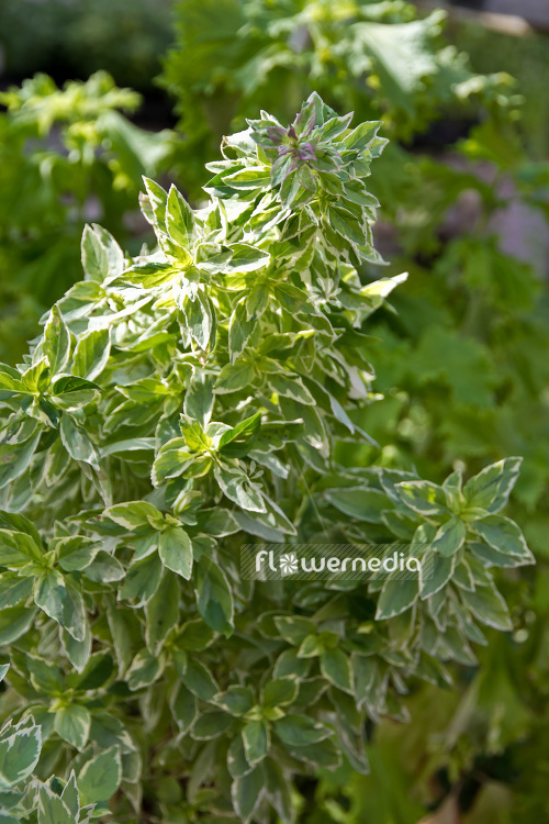 Ocimum x africanum 'Pesto Perpetuo' - Variegated bush basil (104180)
