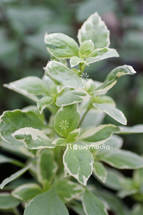Ocimum x africanum 'Pesto Perpetuo' - Variegated bush basil (104182)