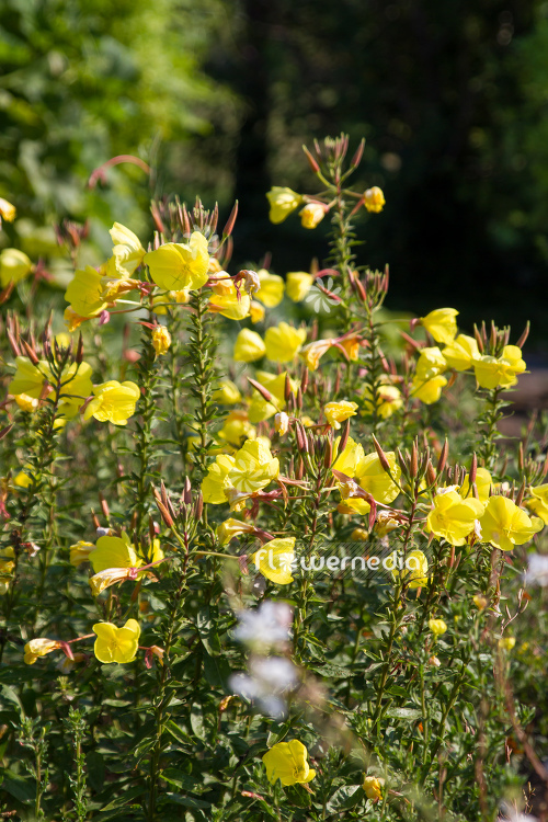 Oenothera glazioviana - Large-flowered evening-primrose (111028)