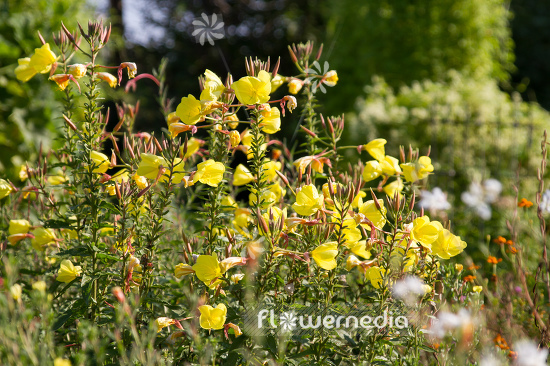 Oenothera glazioviana - Large-flowered evening-primrose (111030)