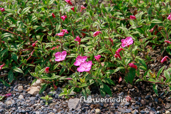 Oenothera kunthiana - Pink evening primerose (111033)