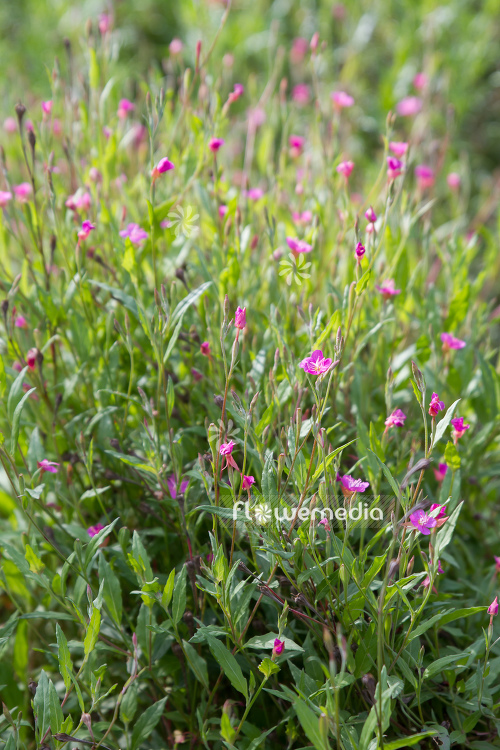 Oenothera rosea - Pink-flowerd evening primrose (111046)