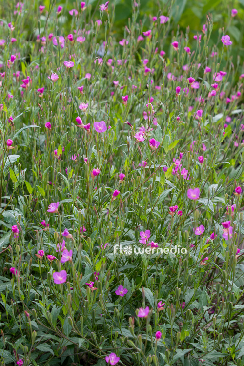 Oenothera rosea - Pink-flowerd evening primrose (111047)