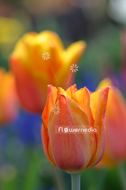 Orange-flowered Tulip (106327)