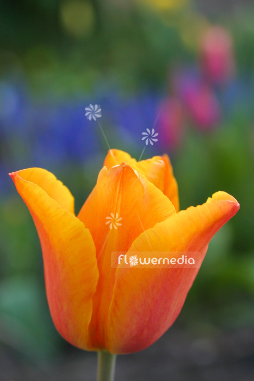 Orange-flowered Tulips (106330)