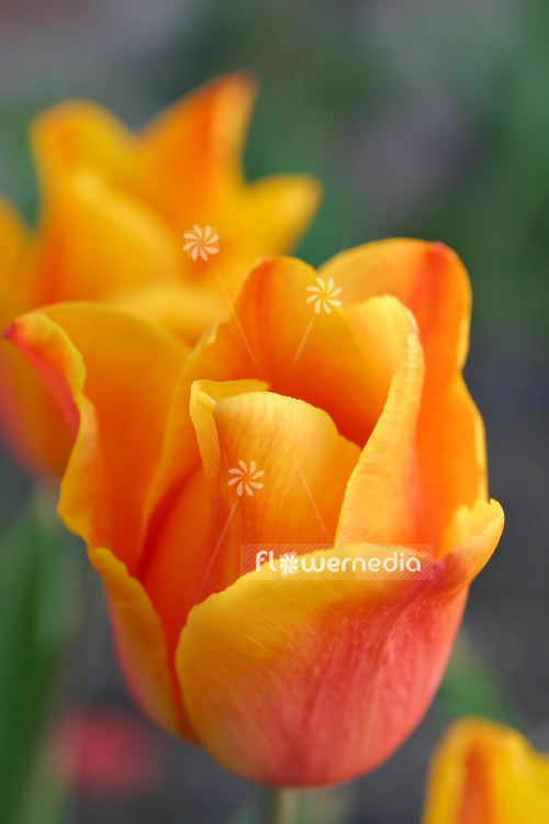Orange-flowered Tulips (106331)