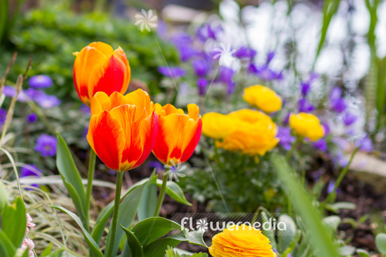 Orange-flowered Tulips (106332)