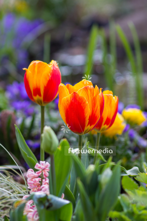 Orange-flowered Tulips (106333)