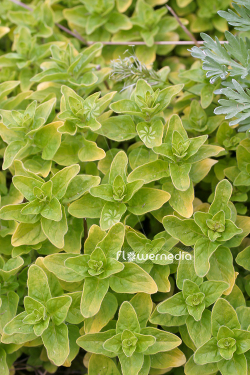 Origanum vulgare 'Aureum Green' - Oregano (104198)