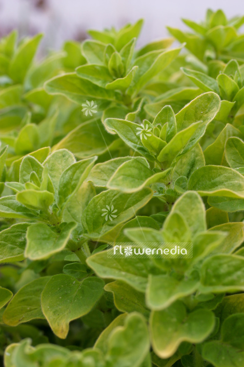 Origanum vulgare 'Aureum Green' - Oregano (104200)