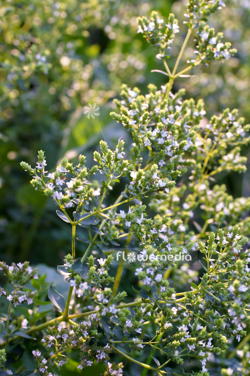 Origanum vulgare ssp. hirtum - Greek Oregano (104201)