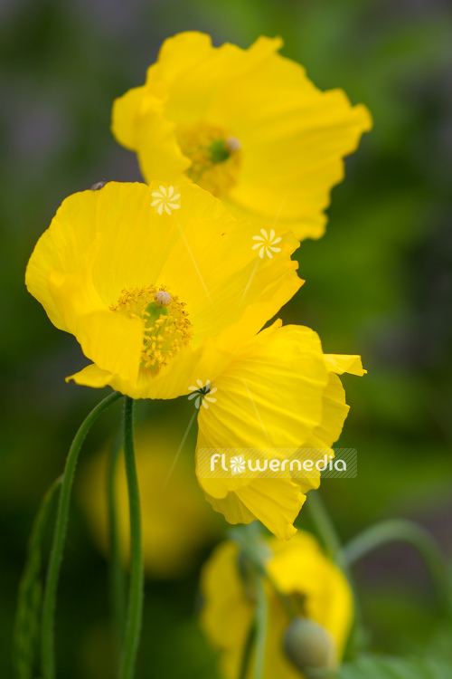 Papaver cambricum - Welsh poppy (108061)