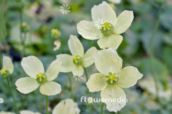 Papaver miyabeanum - Japanese poppy (108066)