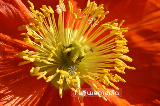 Papaver nudicaule - Iceland poppy (104247)