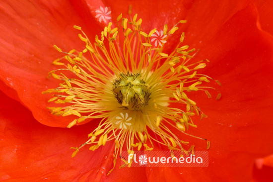 Papaver nudicaule - Iceland poppy (108071)