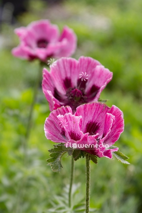 Papaver orientale 'Pattys Plum' - Oriental poppy (108084)