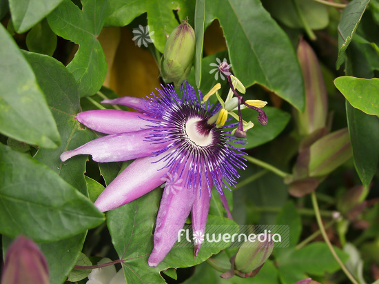 Passiflora 'Shirley' - Passion flower (101428)