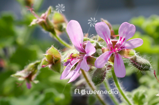 Pelargonium 'Chocolate Peppermint' - Ornamental geranium (110724)