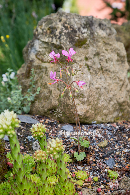 Pelargonium endlicherianum - Geranium (111084)